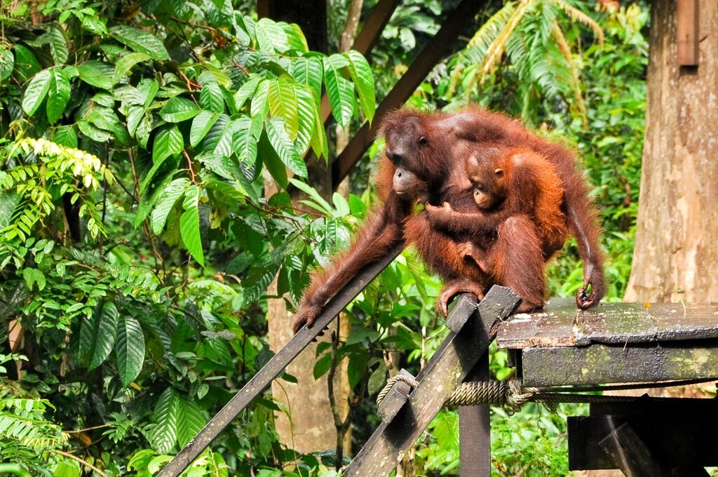 Sandakan: Sepilok Rehabilitation Centre