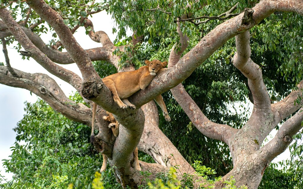See the famous tree-climbing lions of Queen Elizabeth National Park