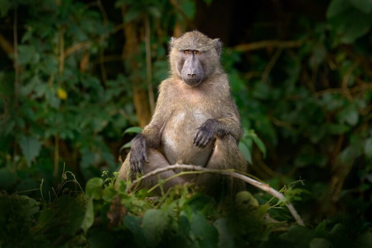 Uganda In January Travel Tips Weather More