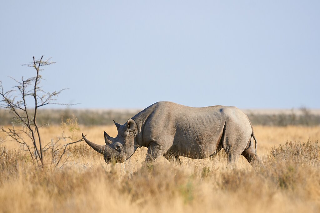 Meet the last wild white rhinos in Ol Pejeta Conservancy