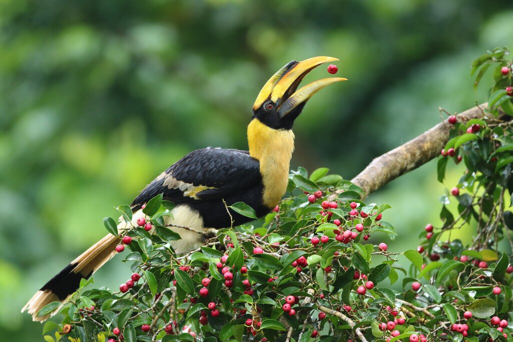 Great hornbill