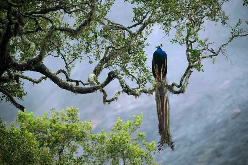 Sinharaja rain forest, The biodiversity hot spot in Sri Lanka