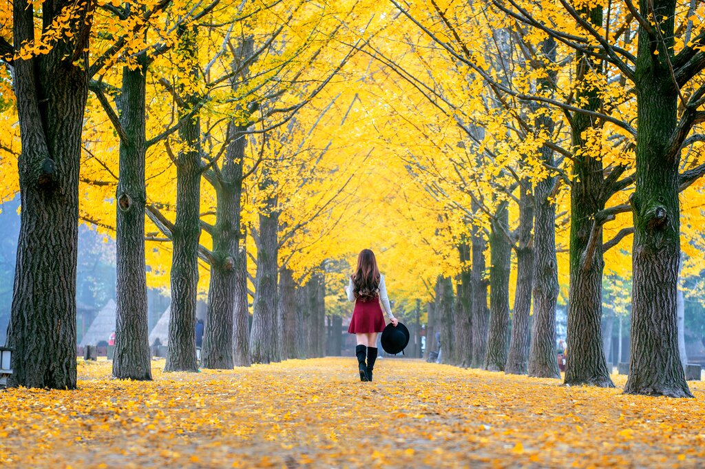 Explore Nature on the Way to Sokcho: Garden of Morning Calm, Nami Island, Gangchon Rail Park