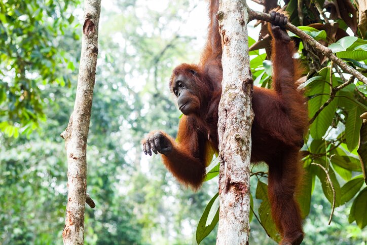 Batang Ai (Orangutan Treks around Lubok Kasai Camp)