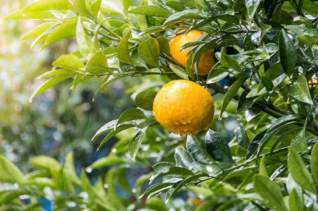 Winter Fun in Jeju: Seongsan Ilchulbong and Tangerine Picking