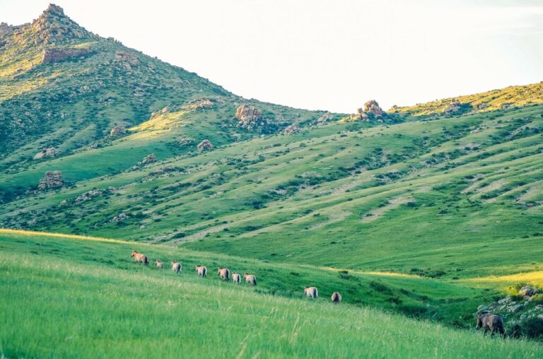 Wildlife Tour of Mongolia: Terelj National Park & Hustai National Park - 5 Days