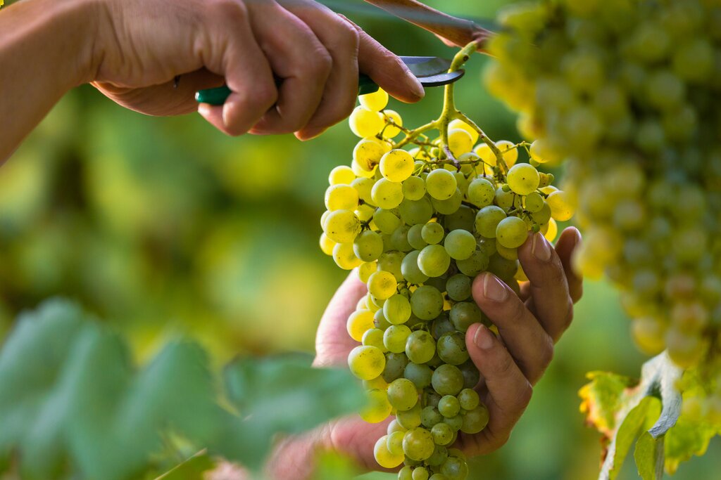 Vinho Verde, or green wine