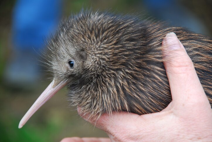 Be enchanted by New Zealand's namesake bird, the kiwi