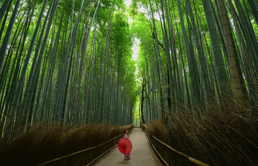See Beautiful Landscapes in Arashiyama