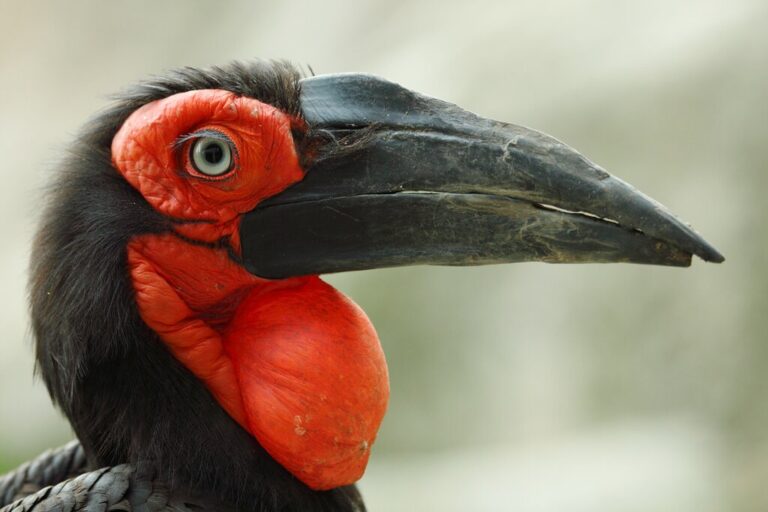 Kenya Wildlife & Bird-Watching Safari: Amboseli & Tsavo - 5 Days