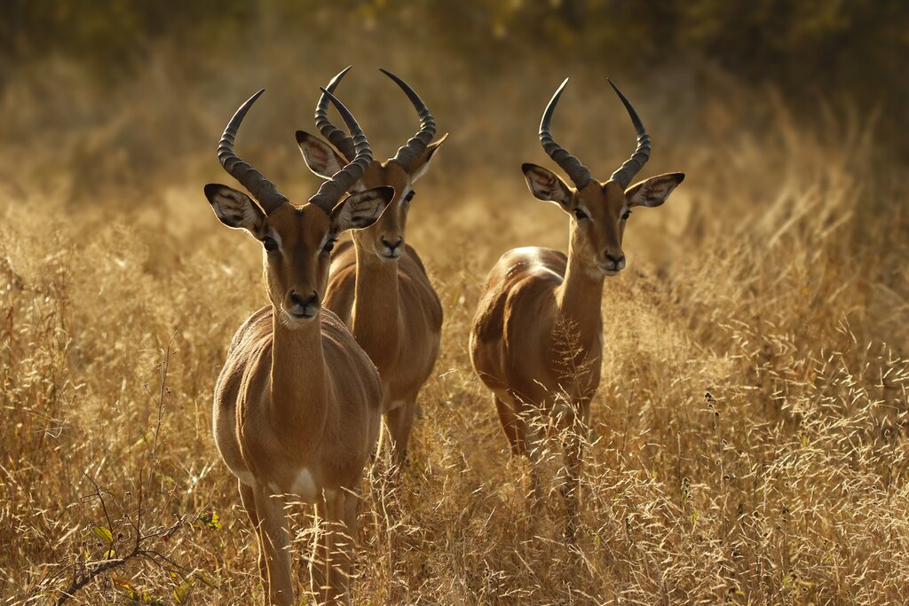 Your self-drive adventure starts with game drives in Kruger National Park
