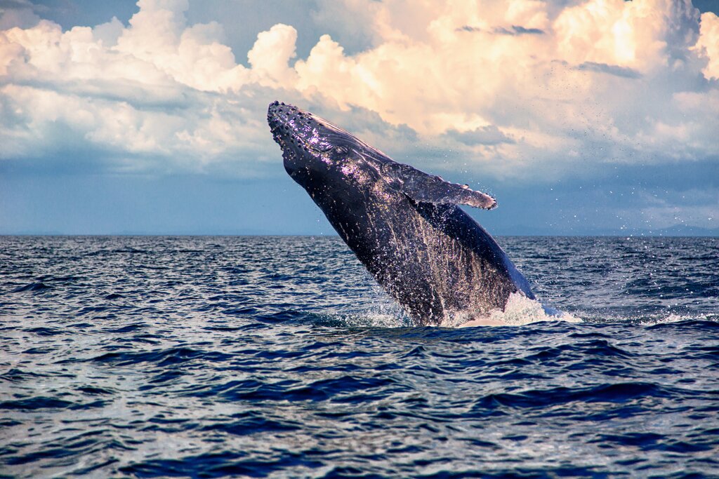Whales and Dolphins at Pearl Islands