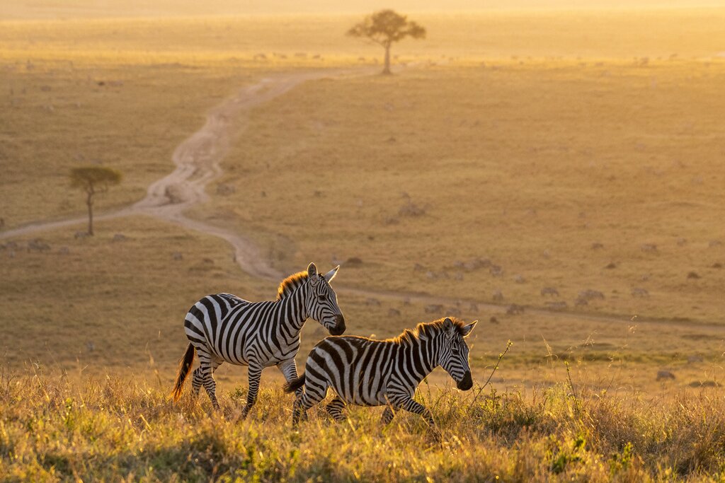 Experience the remarkable diversity of species in the Masai Mara National Reserve