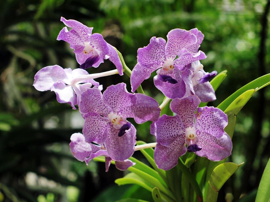 Transfer From Chiang Mai To Mae Rim With Visiting An Orchard Garden