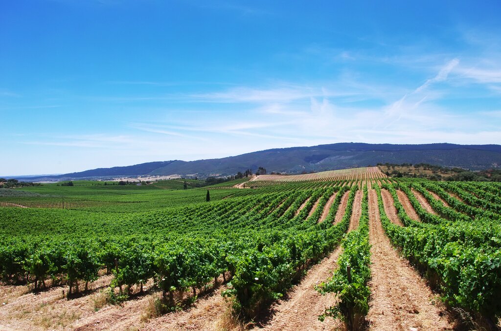 wine in Alentejo