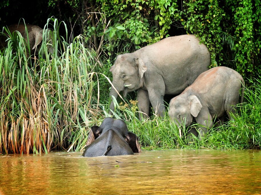 Sandakan: Kinabatangan D2