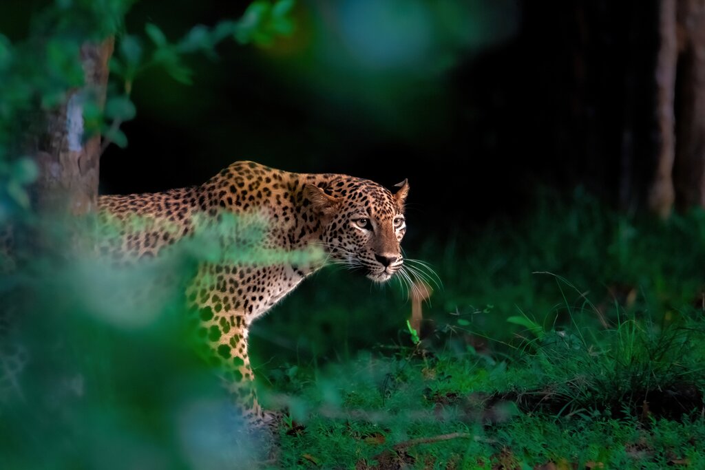 A lounging leopard at Yala National Park