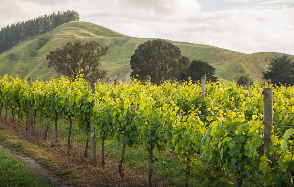 Hawke's bay