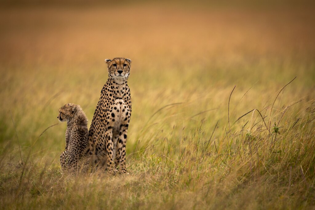 Spot Big Five wildlife and rare specimens in off-the-beaten-track national parks like Samburu