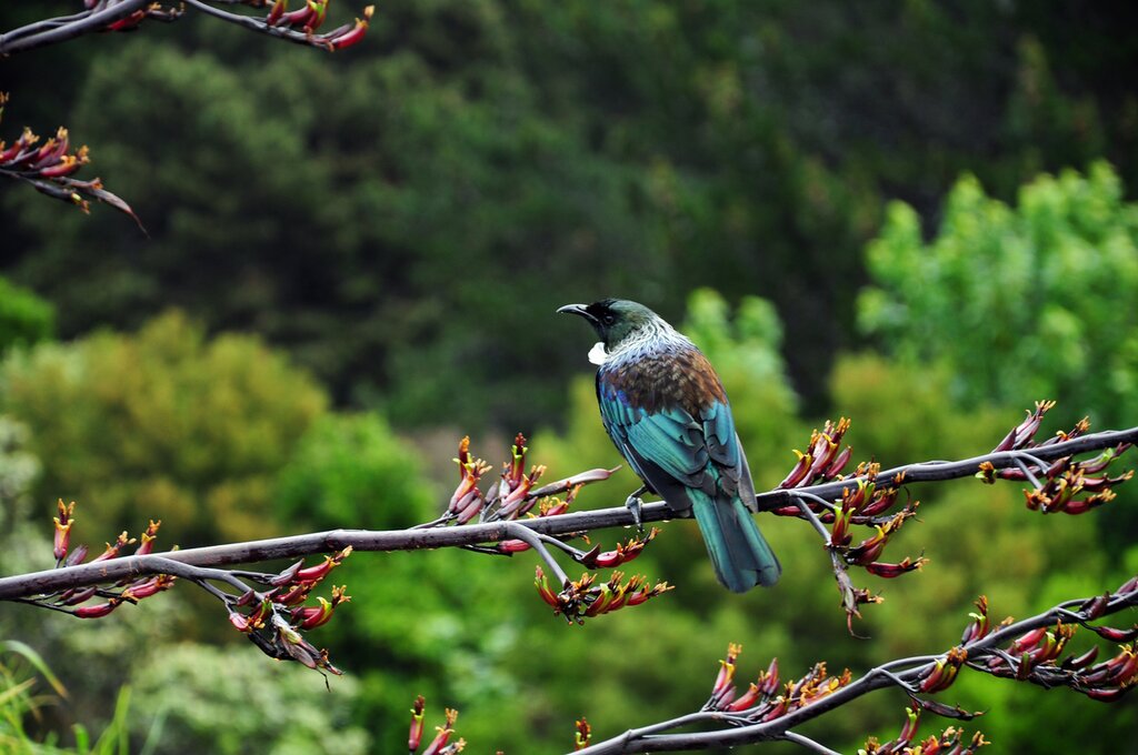 Tui in Queen Charlotte Sound - Day 2