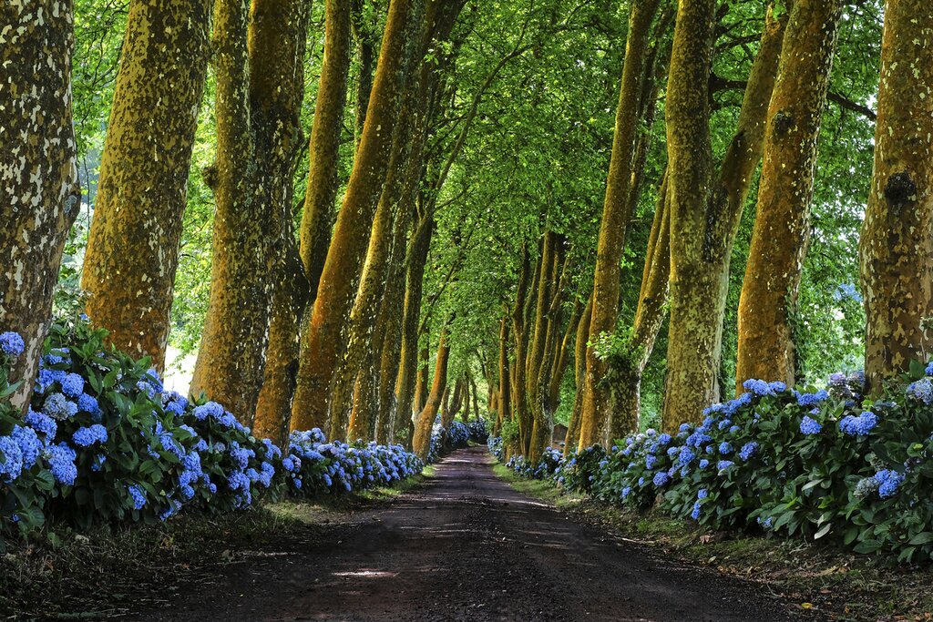 Get behind the wheel and explore the incredible landscapes of São Miguel