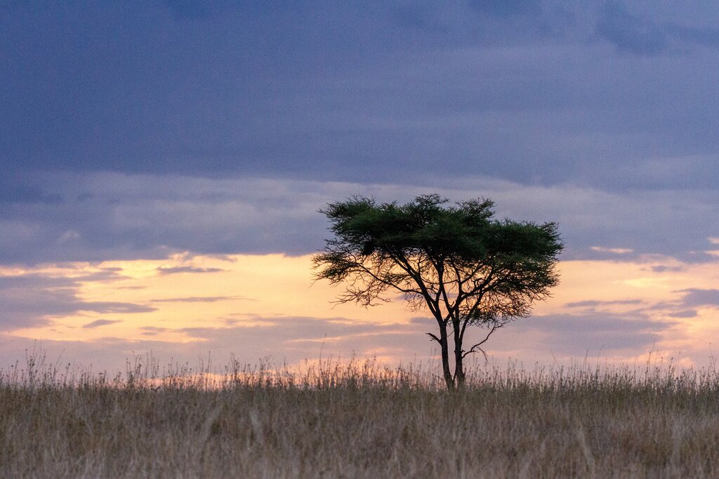 Bid farewell to the Tarangira National park