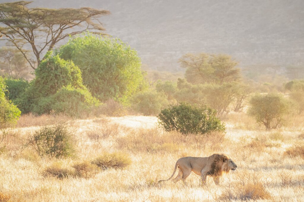See Big Five wildlife plus rare species on game drives in Samburu Reserve