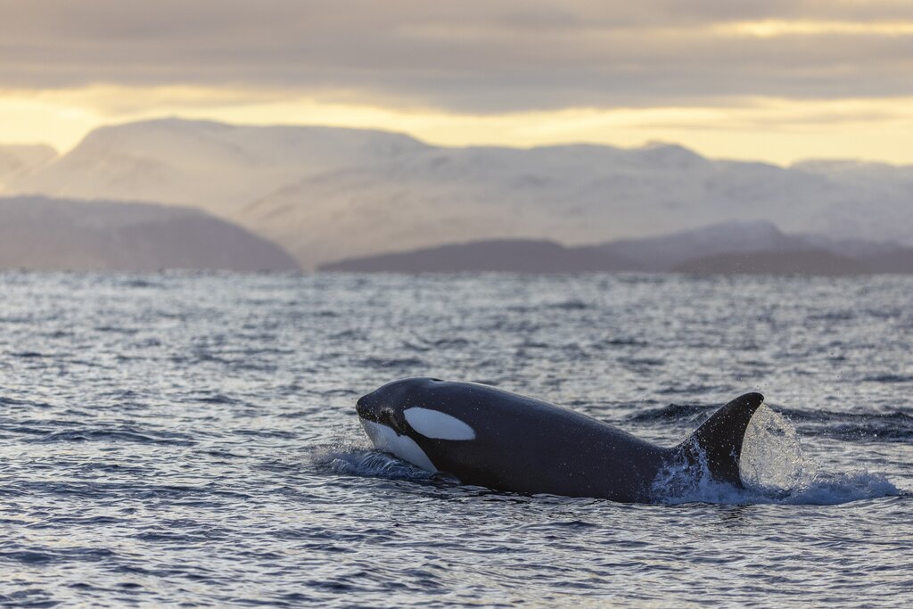 Wildlife Cruise