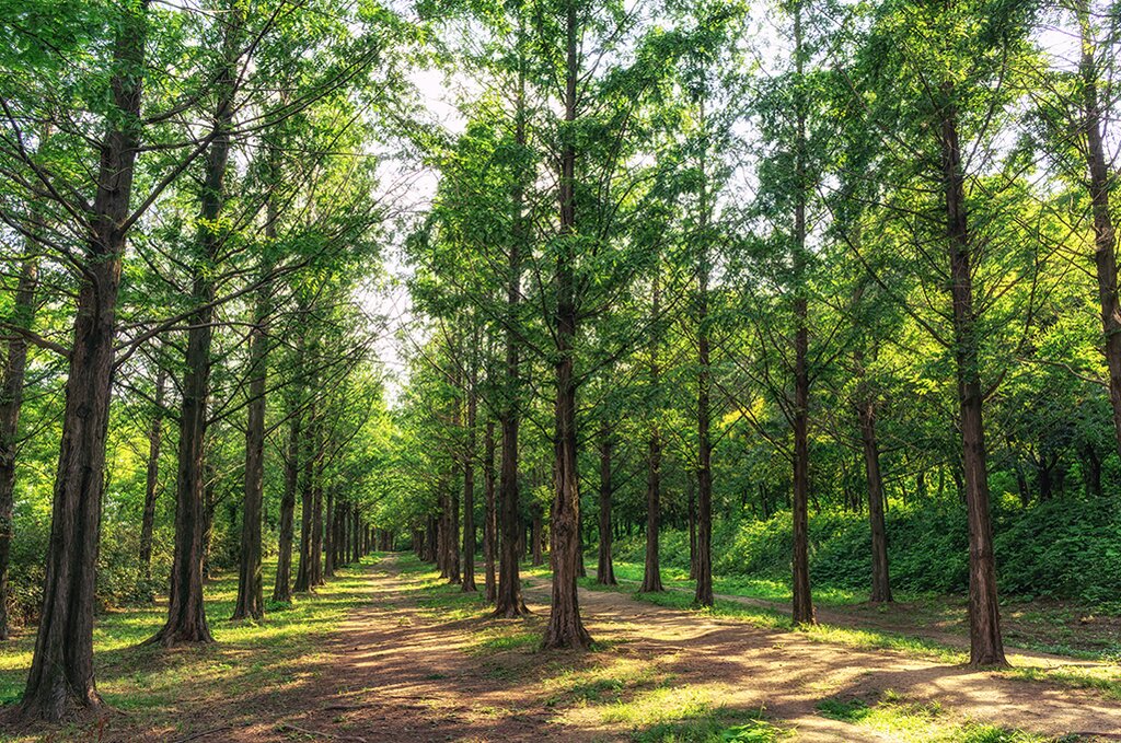 Experience Mountain and Forest Therapy at the National Healing Center
