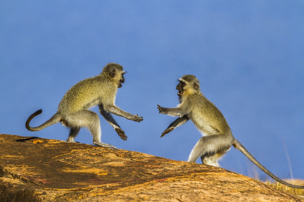 Spot vervet monkeys as you explore Kruger National Park on game drives
