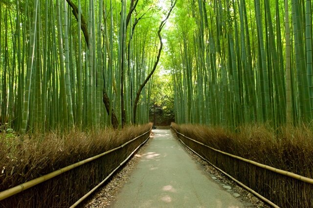 Arashiyama Bamboo Grove