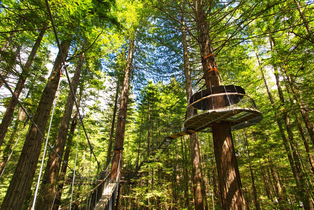 Rotorua Canopy Tours