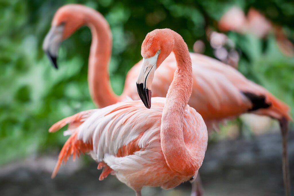 Flamingoes in the Souss Massa National Park