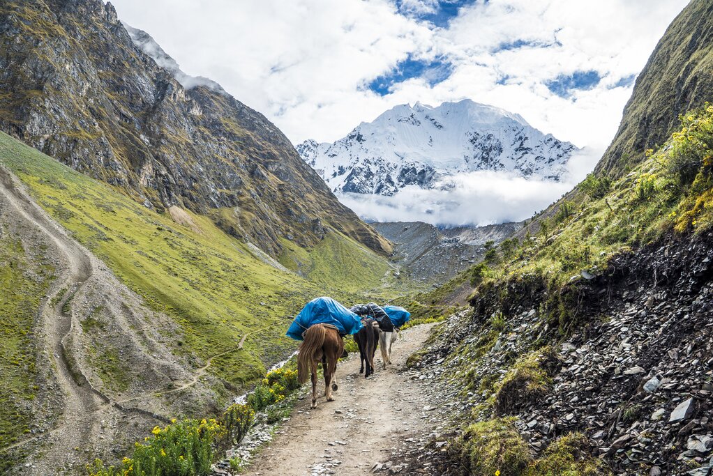 three mules with blue bundles tied to their backs walk up a hiking trail in a valley. the snowy peak of salkantay is visible in the distance