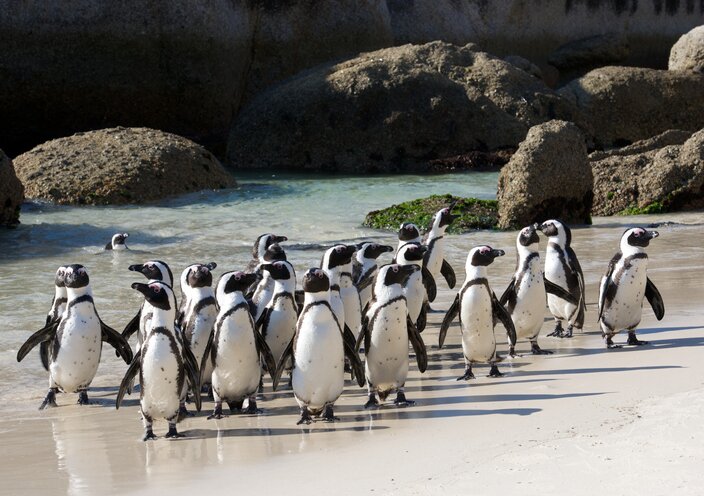 Penguins