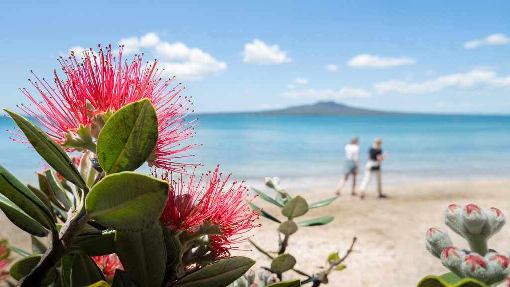 Pohutukawa tree which is also called the New Zealand Christmas tree in full bloom at Takapuna beach