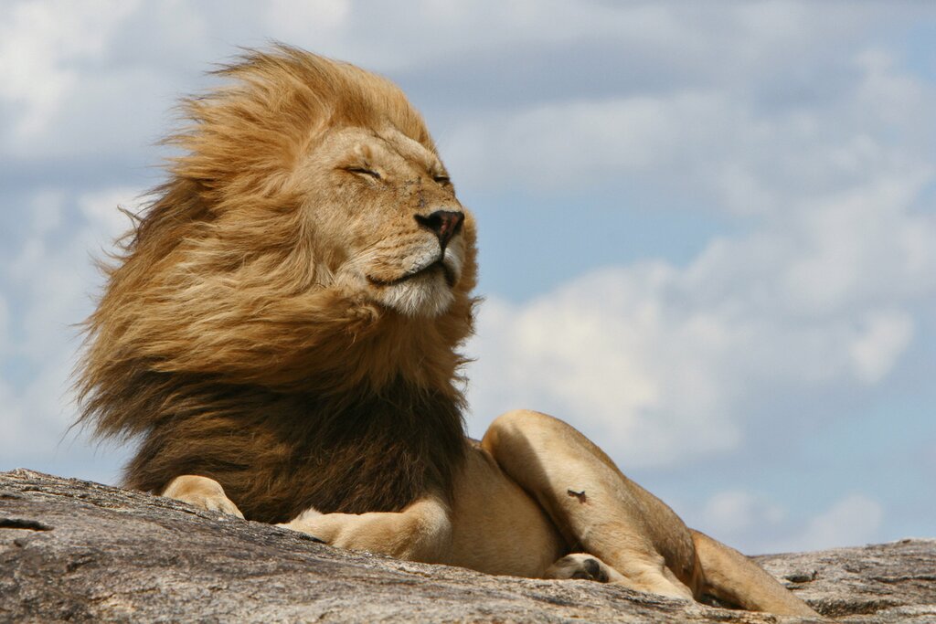 A male lion relaxes on a kjope outcropping in the Serengeti plains