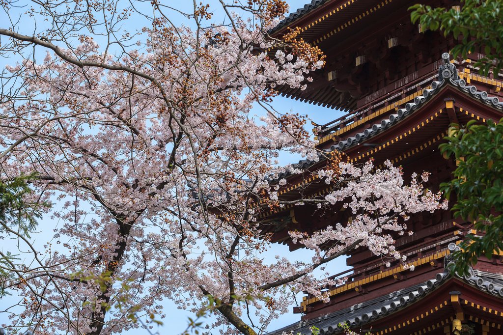 Springtime cherry blossoms in Japan fram Kanei-ji pagoda in Tokyo's Ueno Park
