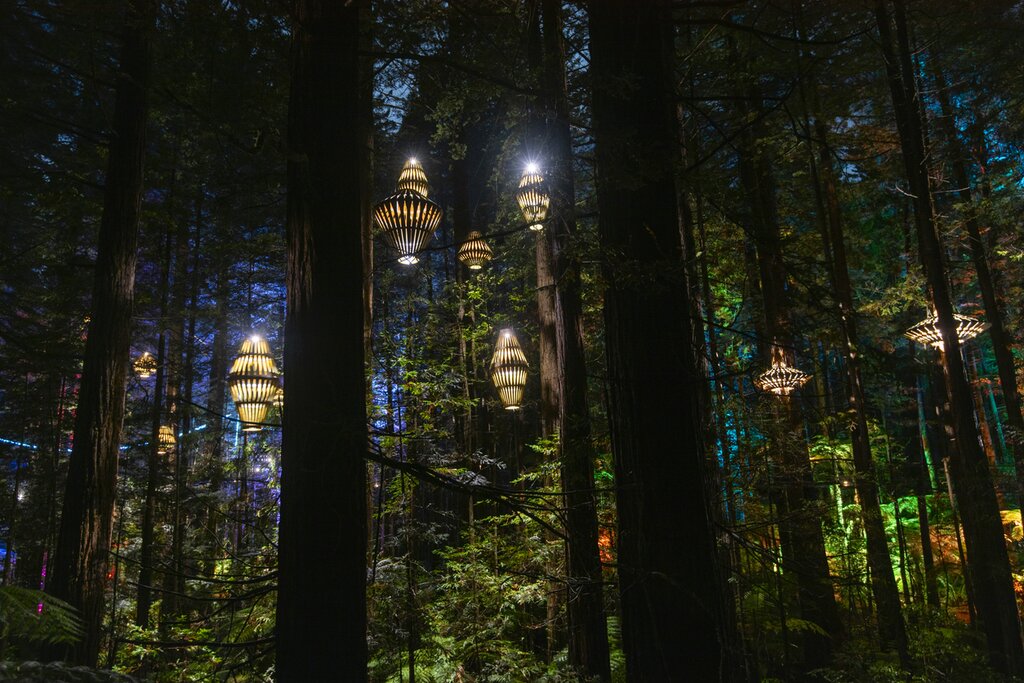 Redwoods