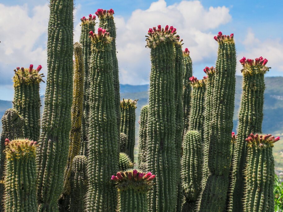 Combine culture with culinary experiences on this whirlwind tour through the heart of Mexico