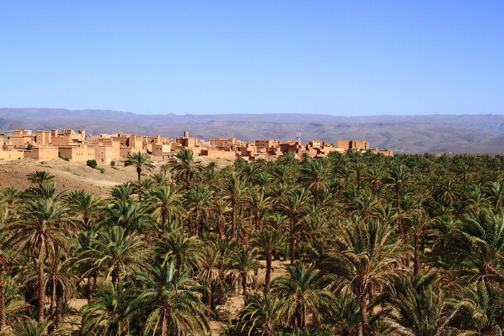 Draa Valley Palm Grove