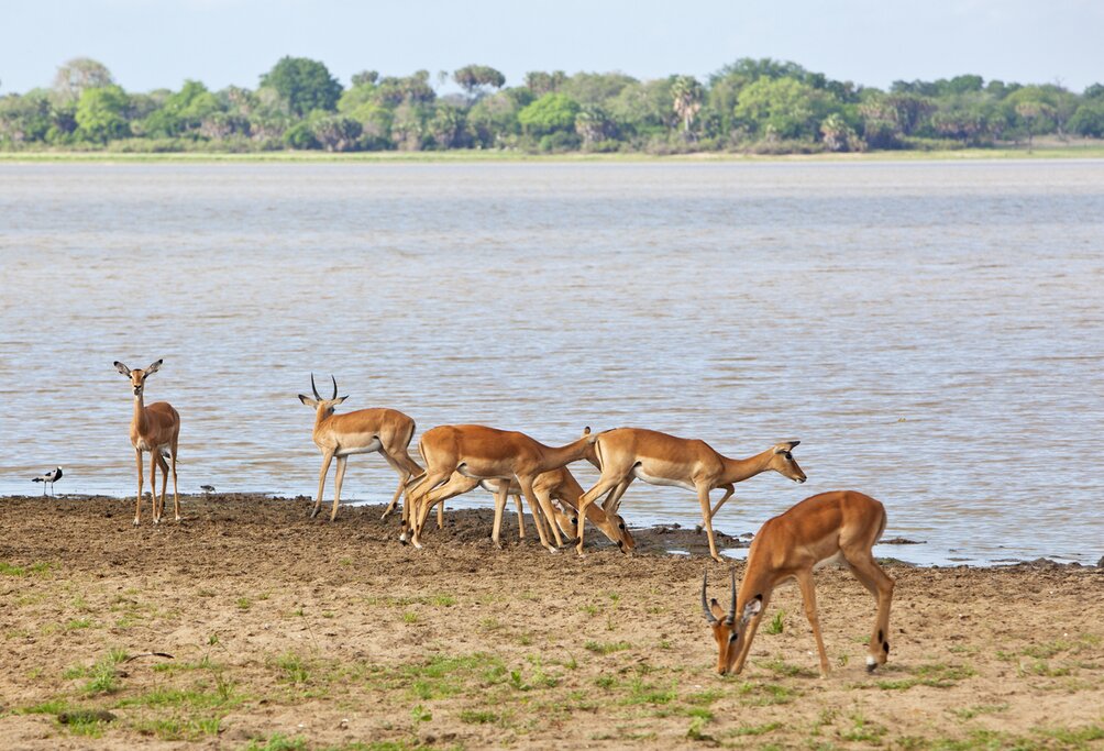 Witness the slender impala on the banks of the Rifuji river