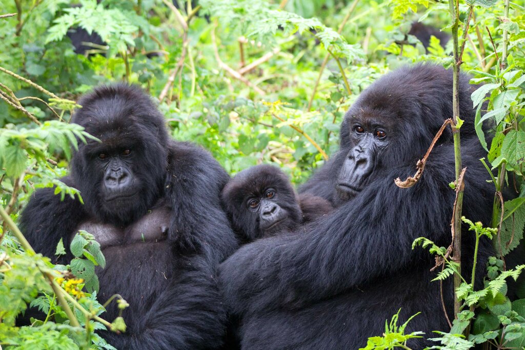 Gorilla Tracking in Bwindi
