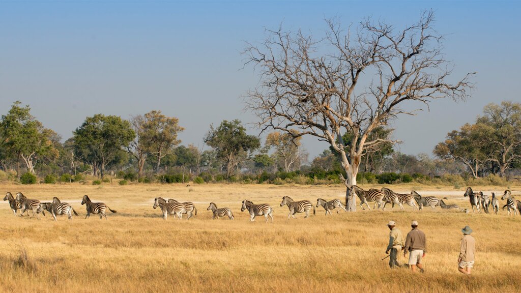 See migrating animals on a bush walk safari