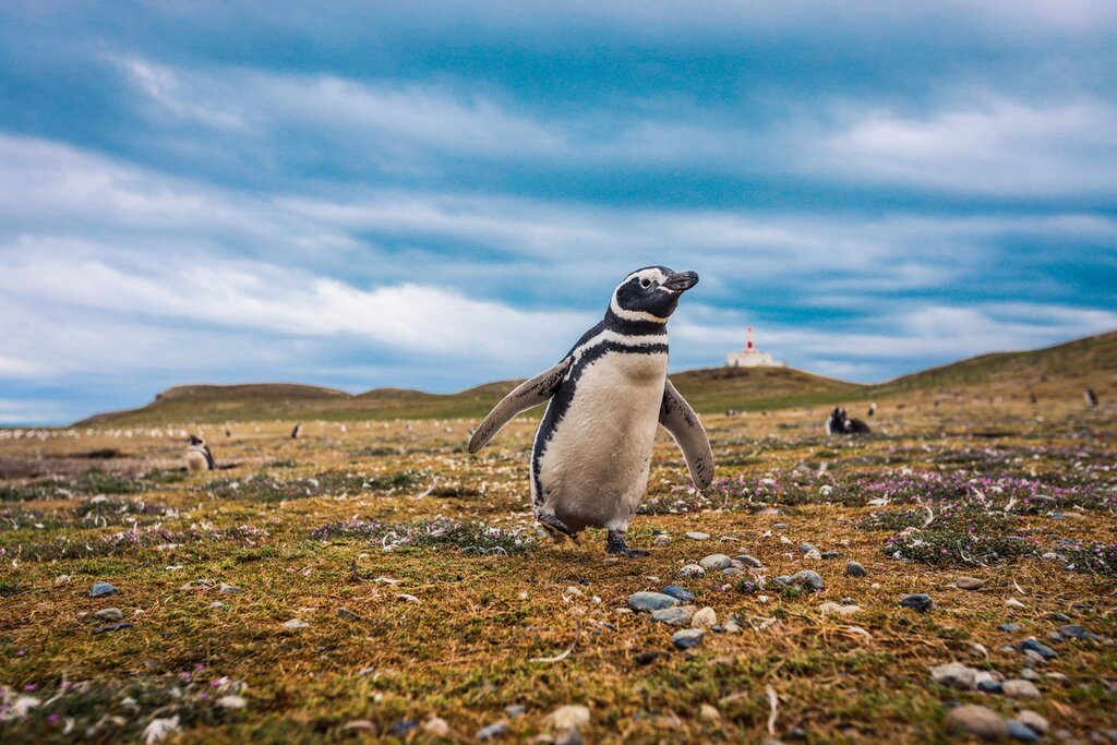 Visit a penguin colony on Magdalena Island
