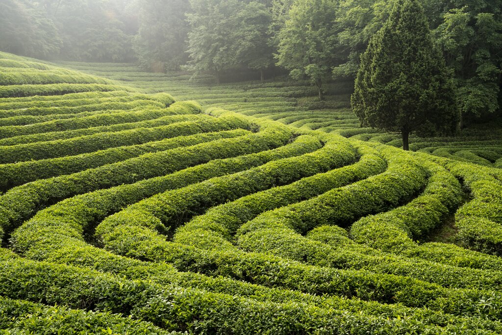 Boseong Green Tea Field and Suncheon Bay Wetland Reserve Tour