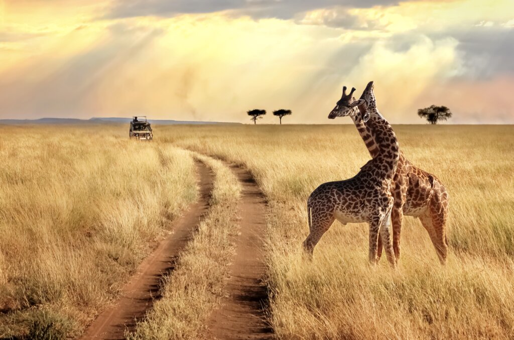 Early Morning Game Drive