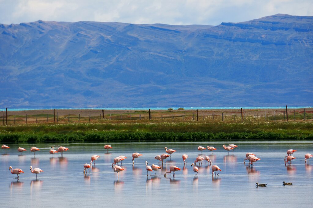 See the Chilean flamingo in the Reserva Laguna Nimez