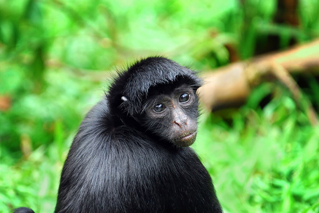 Luxury Amazon River Cruise, Aqua Nera Boat, 4 Days / 3 nights (Day 2)