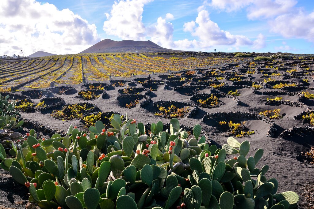 Lanzarote vineyard